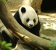 Panda vek